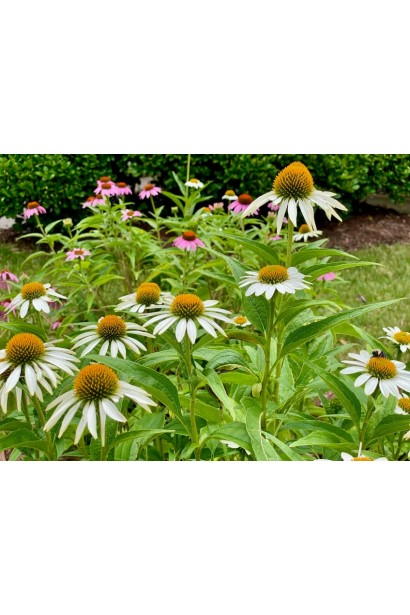 Квітконоси ехінацеї `White Swan`